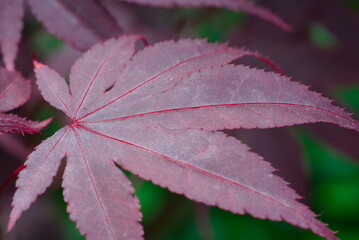 closeup of red autumn leaves 