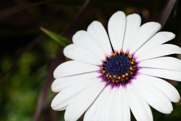 close up of blooming flower
