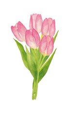 Watercolor tulips on a white background. A postcard for March 8, International Women's Day, birthday.
