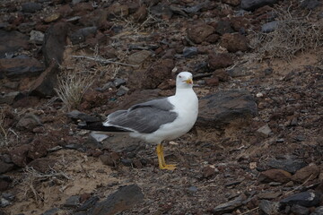 yellow legged gull (Larus michahellis) Canary Islands during summer