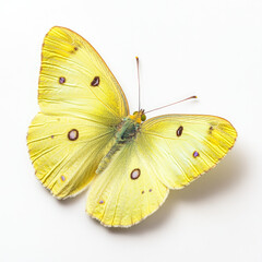 Fototapeta premium Studio Photography of a Clouded Sulphur Butterfly with Yellow Wings