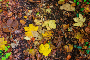Background of the autumn maple leaves