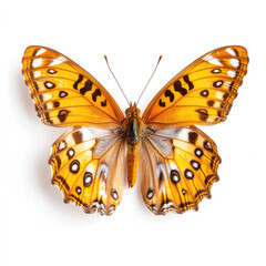 Fototapeta premium Studio Image of a Great Spangled Fritillary Butterfly