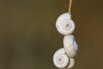 cluster of snails on a plant