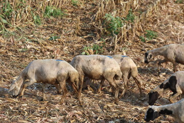 sheep grazing corn crop residues in the field