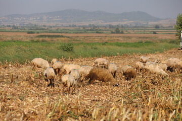 sheep grazing corn crop residues in the field