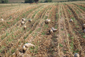 sheep grazing corn crop residues in the field