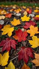 Obraz premium A variety of colorful autumn leaves red, orange, yellow scattered on a natural ground, the richness of fall wallpaper background