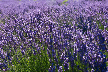 Obraz premium Violet lavender field in Provence in selective focus. Lavender flowers at sunset, with blooming lavanda. Lavandula angustifolia plants in full bloom just about ready for harvesting.