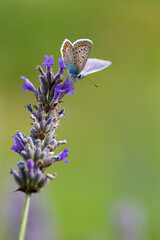 Small butterfly on a lavender branch. Field of lavender in the south of France, Provence. Blue or Azure Common Male Argus (Polyommatus icarus) on lavander.