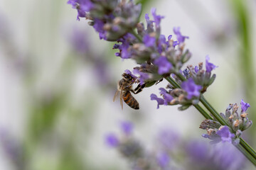 A bee (Apis mellifera) collects nectar from lavender.  Lavandula angustifolia plants in full bloom.