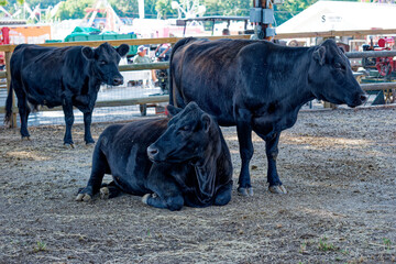 Black cows at the fair