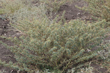 Spiny cocklebur (Xanthium spinosum) in Adana, Turkey