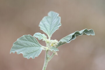  dyer's croton (Chrozophora), a plant genus in the family Euphorbiaceae