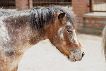 A domestic pony in a stable, surrounded rural scenery