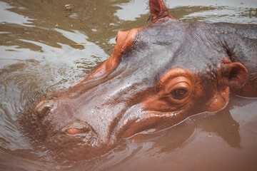 hippopotamus in water