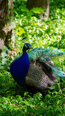 Naklejka premium peacock in the park Łazienki Królewskie Warsaw Poland animal paw