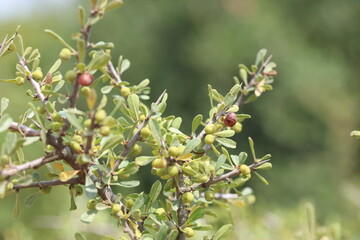 Mediterranean buckthorn (Rhamnus lycioides)  in Adana, Turkey