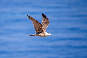side view of a young yellow-legged gull in flight with blue blurred background