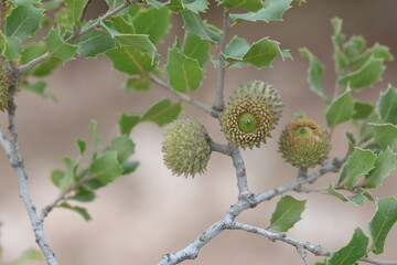 Quercus coccifera is an oak bush in the Ilex section of the genus
