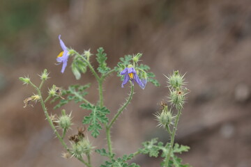 Solanum virginianum is a medicinal plant used mostly in India