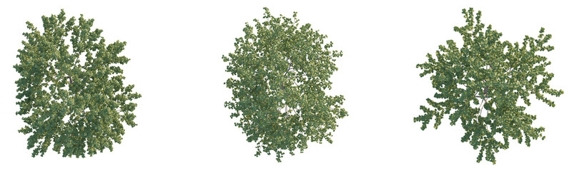 Naklejka premium Davidia involucrata tree plant 4k png cutout
