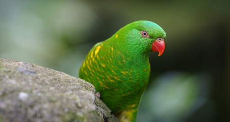 Scaly-Breasted Lorikeet