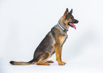 German shepherd dog on a white background, close-up portrait.