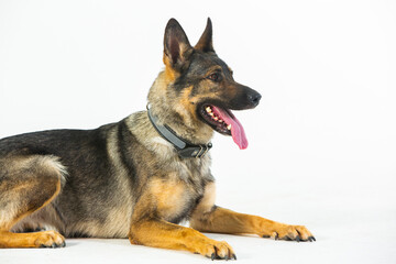 German shepherd dog on a white background, close-up portrait.