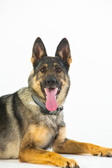 German shepherd dog on a white background, close-up portrait.