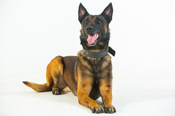 German shepherd dog on a white background, close-up portrait.