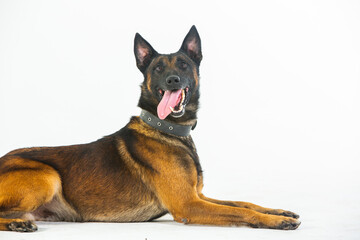 German shepherd dog on a white background, close-up portrait.