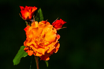 Roses dans les jardins de Valloires