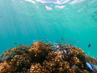 Coral reef and colorful fish