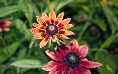 Detail of the blossom of an ornamental flower in an outdoor flower bed. Flowers, top view, summer, season. Beautiful flower of an outdoor plant.