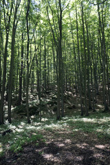 Dark forest with rays of sunlight shining through tree trunks. Narrow tree trunks. moonlight rays falling into the dark forest. Forest, nature, summer, season, environment.