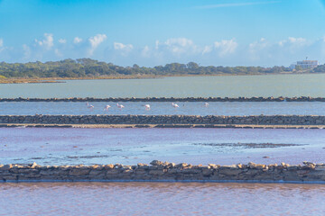 Formentera: Estany Pudent laguna salina que permite observar naturaleza, aves, y pasear por su entorno en un recorrido a pie, o en bici. Flamencos
