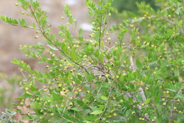 fruits and leaves of Myrtus communis (true myrtle) 