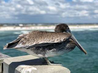 Navarre pelican