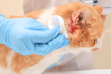 bleeding wound behind the ear of a ginger cat. a veterinarian disinfects the wound in a clinic.