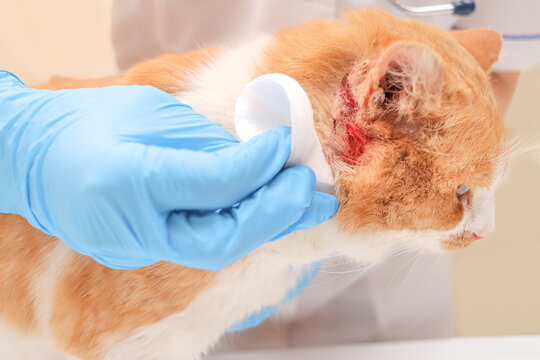 bleeding wound behind the ear of a ginger cat. a veterinarian disinfects the wound in a clinic.