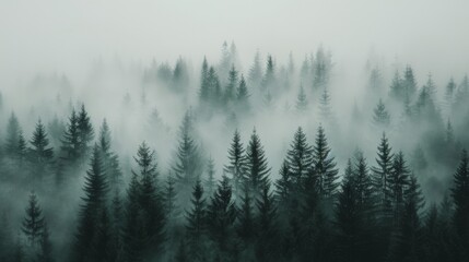 Obraz premium Misty Forest Landscape With Tall Pine Trees at Dawn