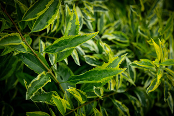 light and dark green forsythia leaves Forsythia intermedia Golden Times in summer garden wallpaper or background theme