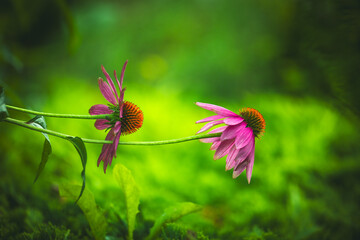 purple coneflower Echinacea purpurea amazing flower in summer garden, Garden-Inspired Wallpaper or...