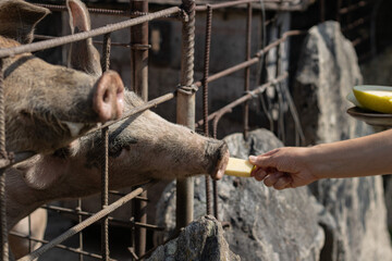 the pigs live in the mountains, 