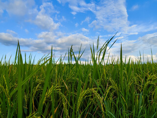 natural scenery of rice fields with a cloudy blue sky in the summer