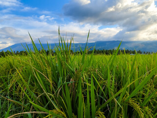 natural scenery of rice fields with a cloudy blue sky in the summer