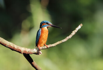 Common kingfisher on branch. Common kingfisher, also known as the Eurasian kingfisher and river kingfisher. this photo was taken from Bangladesh.