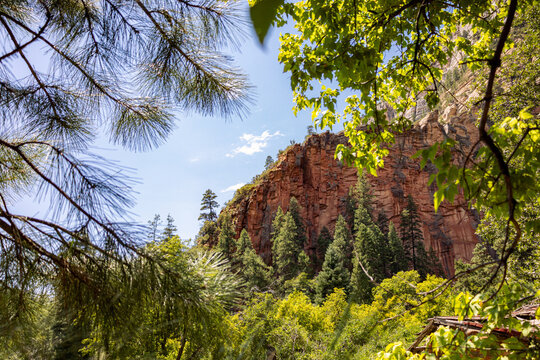 trees in the forest