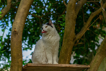 gato sentado em uma plataforma numa árvore lambendo os bigodes